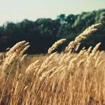 Hanna Ratke Profile Picture